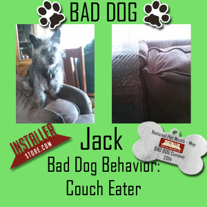 Bad Dog Photo Contest Jack
